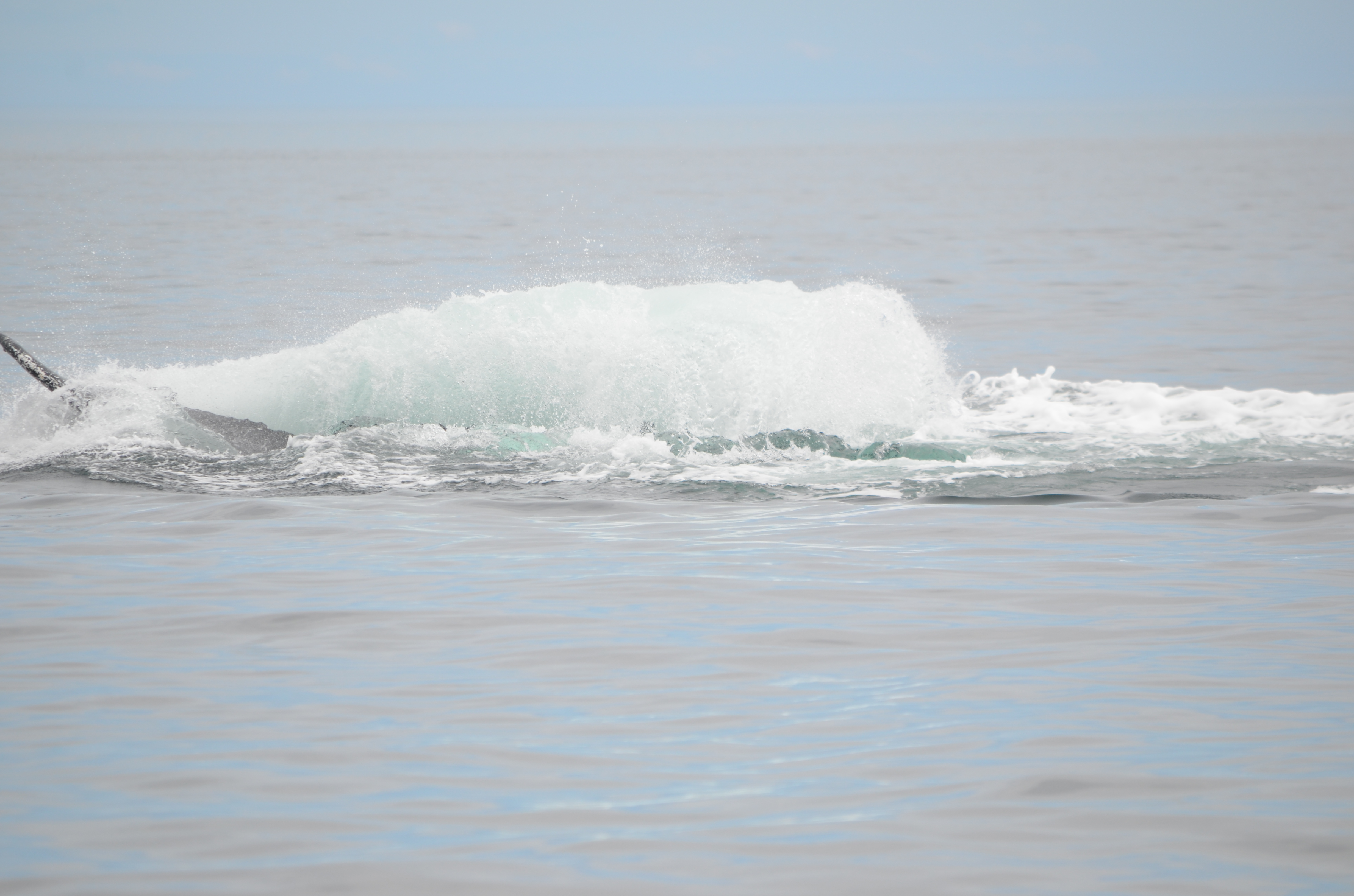 photos/wildlife/Mammal_Species/Humpback Whale/DSC_0177.JPG